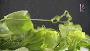 豌豆尖洗凈，切斷備用。