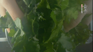 【面皮】1.鍋中水開時(shí)，放挑揀好的艾草和一撮小蘇打，第一遍煮開后倒掉，重新加水大火煮開后，小火煮1小時(shí)。煮爛的艾草用紗布瀝干。