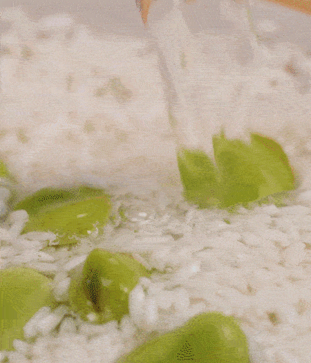 鍋底抹油，將淘洗干凈的大米，加蠶豆、清水，蓋蓋中火煮。