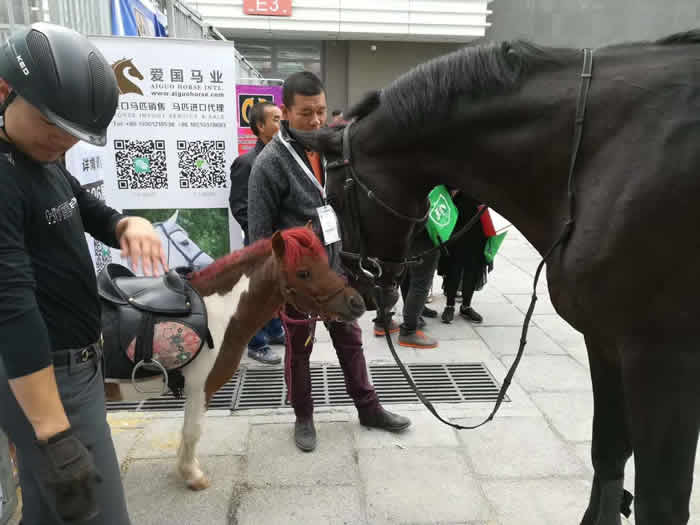 大為獸用超聲展會(huì),B超展會(huì),北京國(guó)際展覽中心舉行的第十一屆中國(guó)國(guó)際馬業(yè)馬術(shù)展覽會(huì)